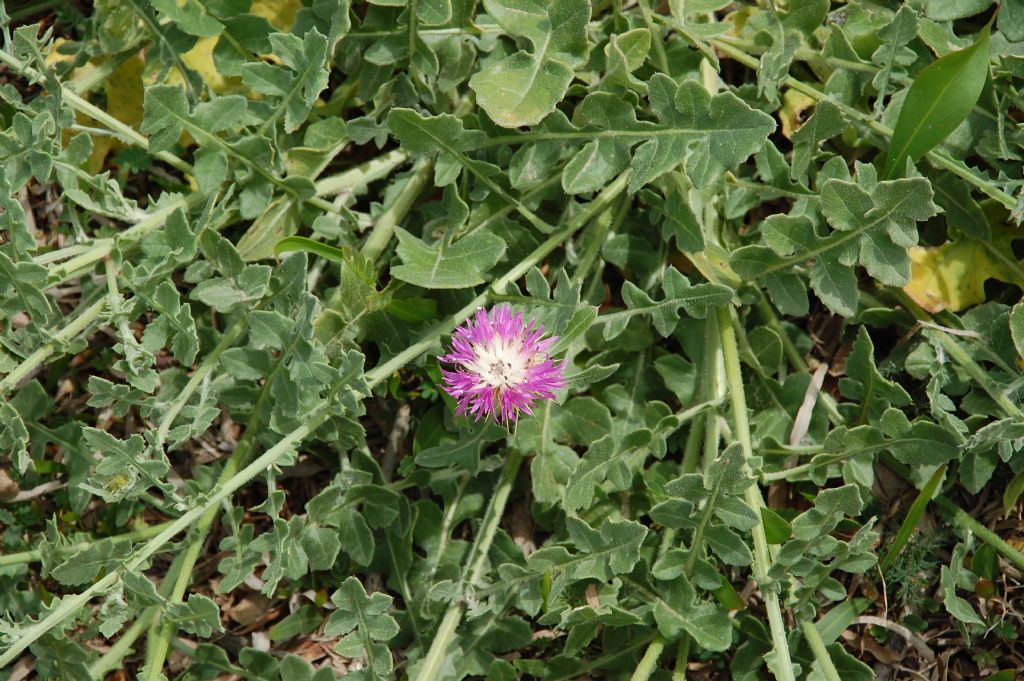 Fiore della Valle dell''Anapo 2 - Centaurea cfr. sonchifolia