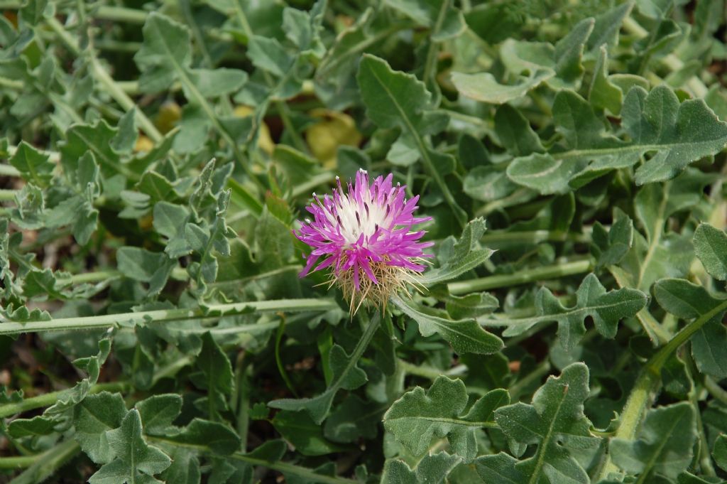 Fiore della Valle dell''Anapo 2 - Centaurea cfr. sonchifolia