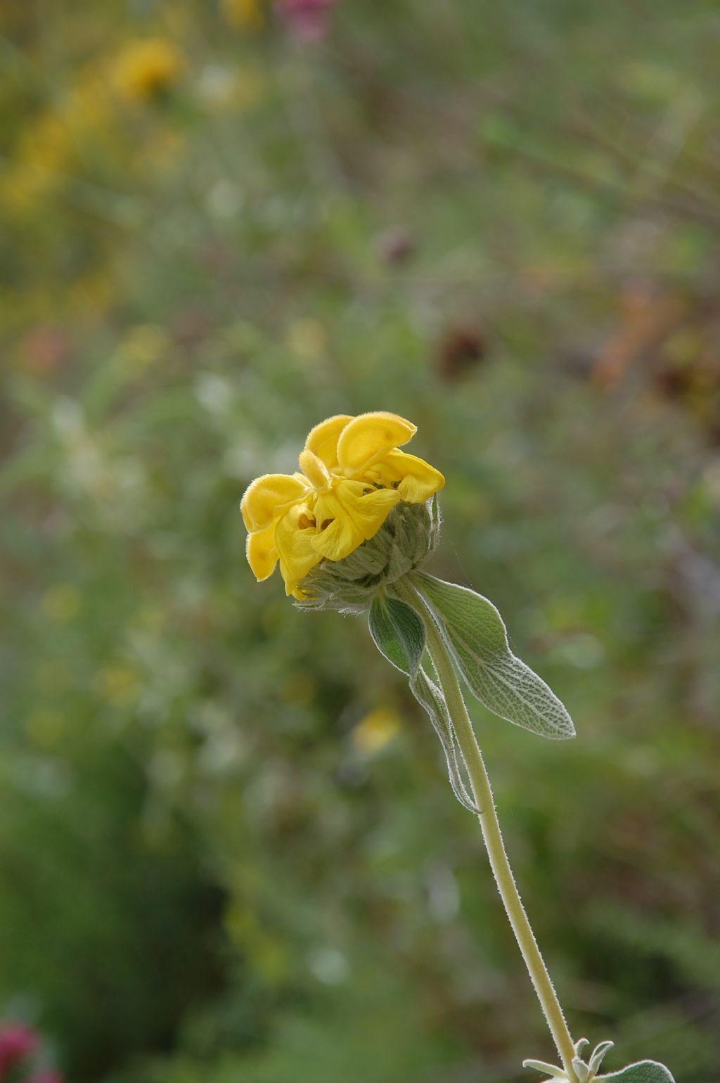 Fiore della Valle dell''Anapo - Phlomis fruticosa