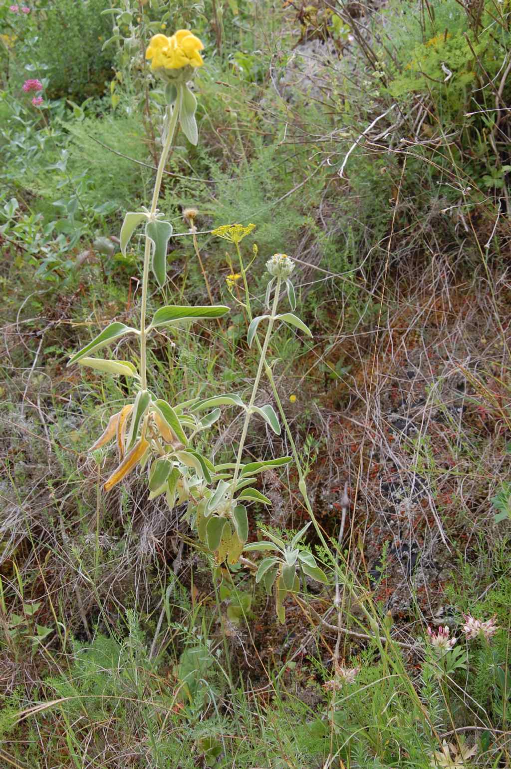 Fiore della Valle dell''Anapo - Phlomis fruticosa