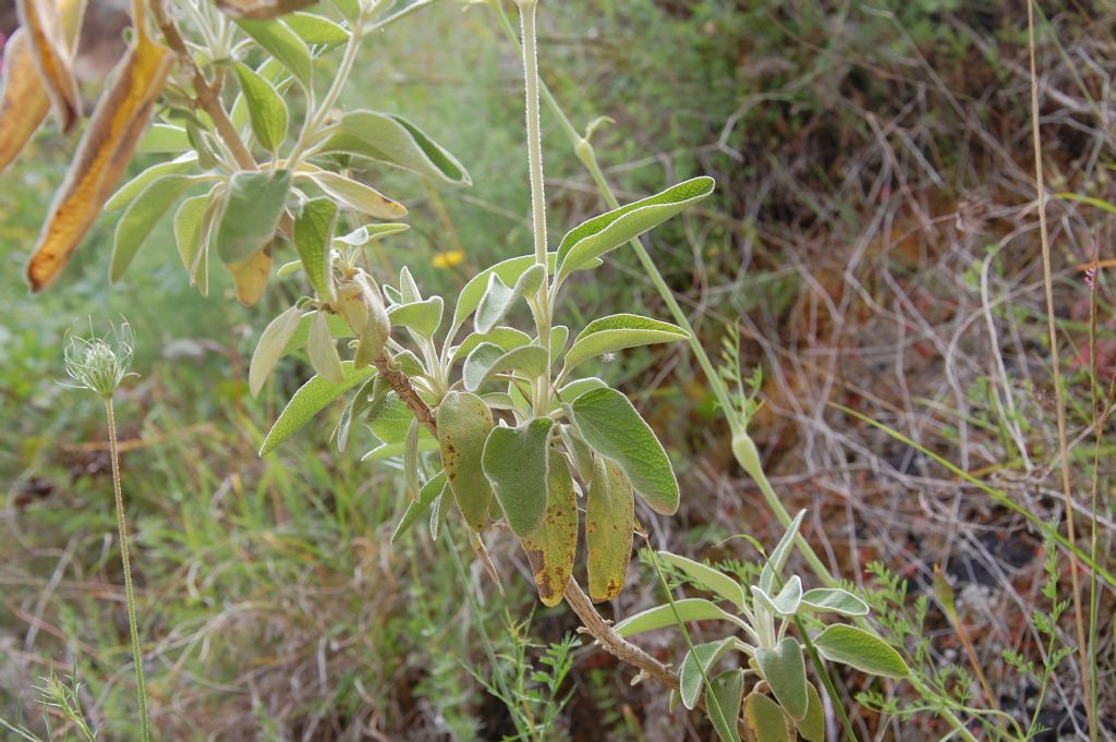 Fiore della Valle dell''Anapo - Phlomis fruticosa