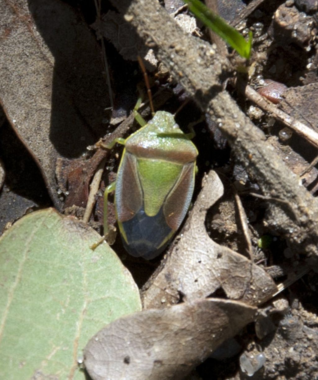 Pentatomidae di Ficuzza: Piezodorus lituratus