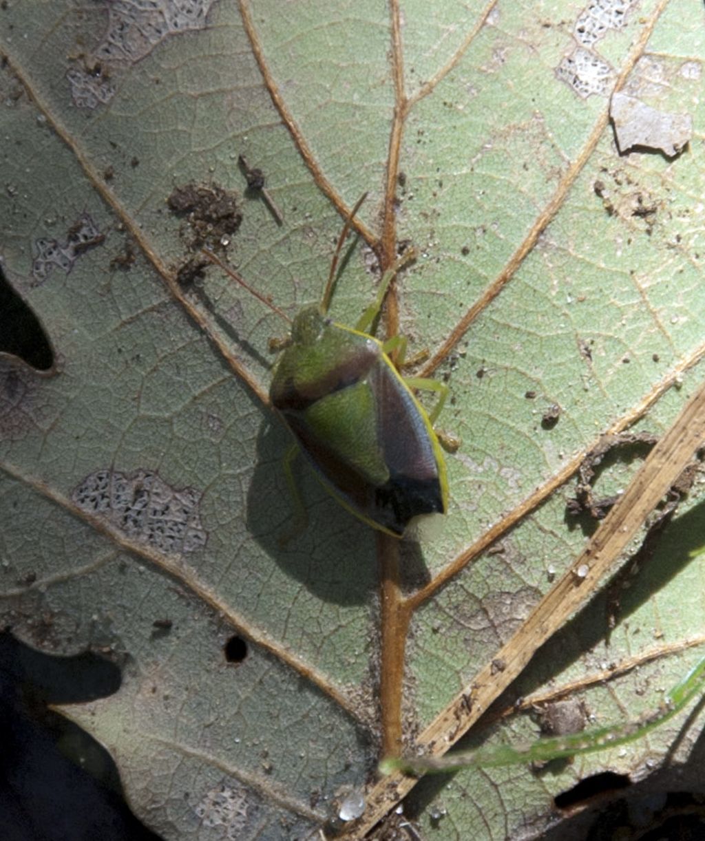 Pentatomidae di Ficuzza: Piezodorus lituratus