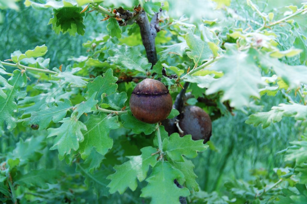 Quercus gussonei