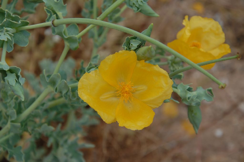 Glaucium flavum