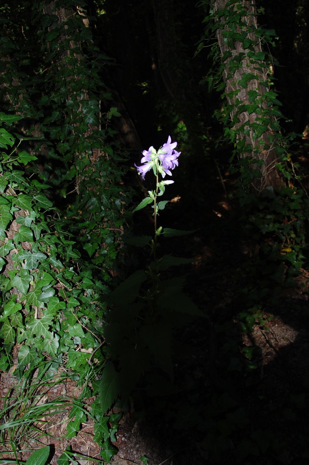 Fiore del Cnero - Campanula trachelium