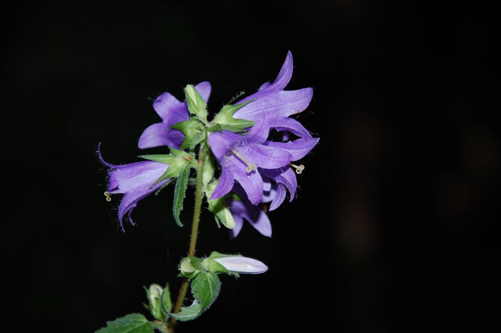 Fiore del Cnero - Campanula trachelium