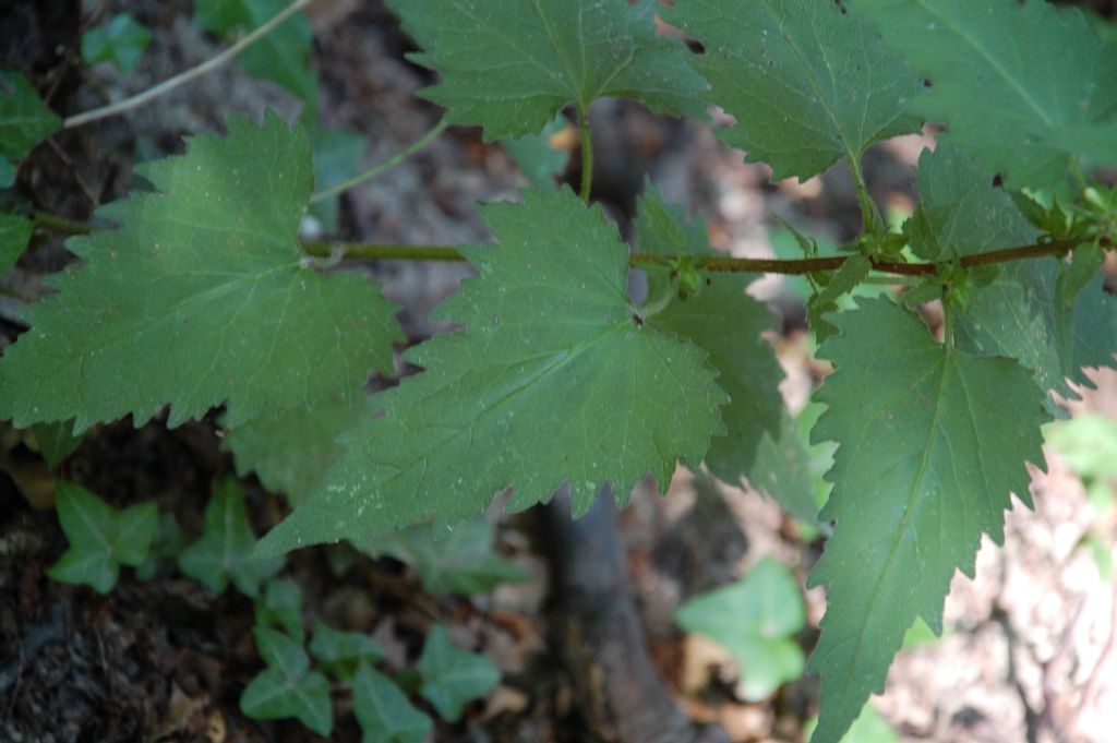 Fiore del Cnero - Campanula trachelium