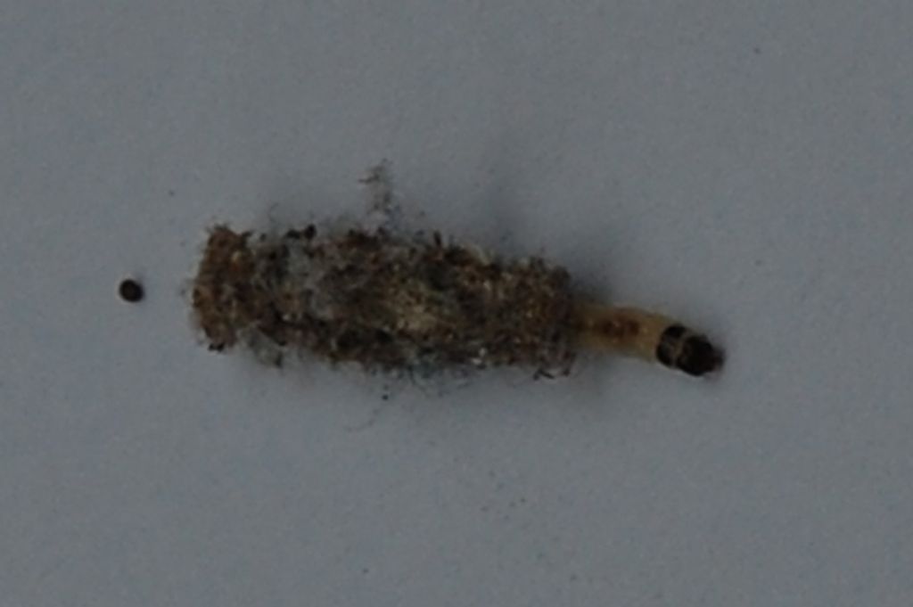 Minuscola larva da identificare: Tinea pellionella (Tineidae)