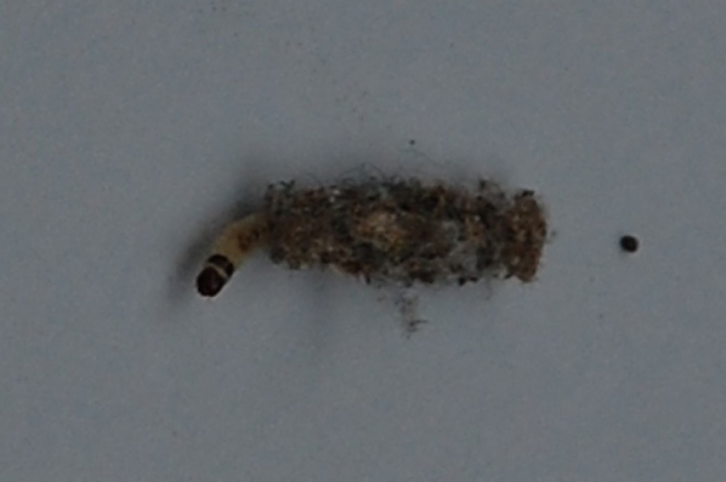 Minuscola larva da identificare: Tinea pellionella (Tineidae)