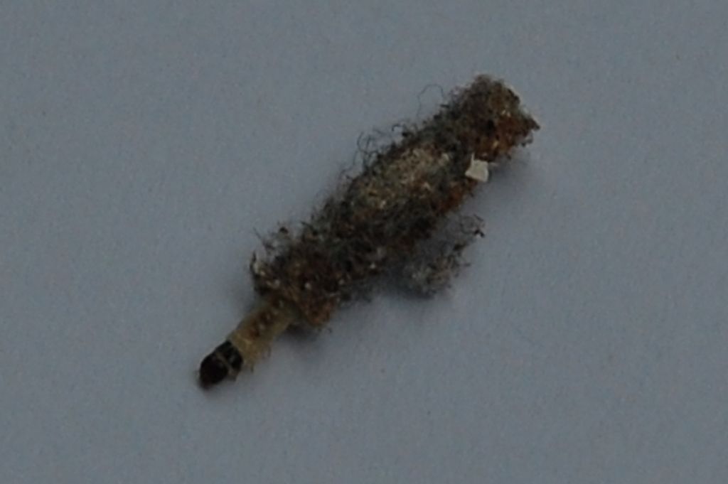 Minuscola larva da identificare: Tinea pellionella (Tineidae)