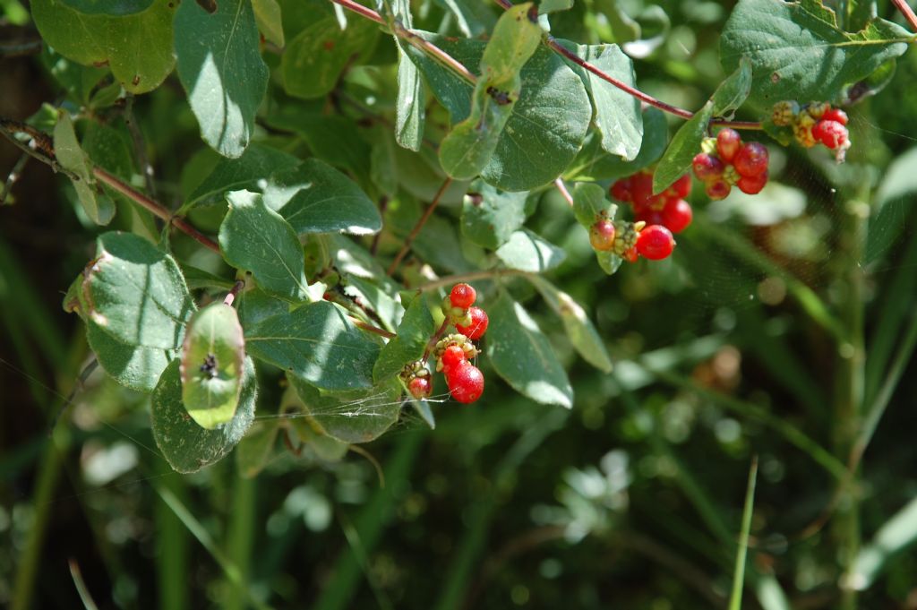 Lonicera etrusca / Caprifoglio etrusco