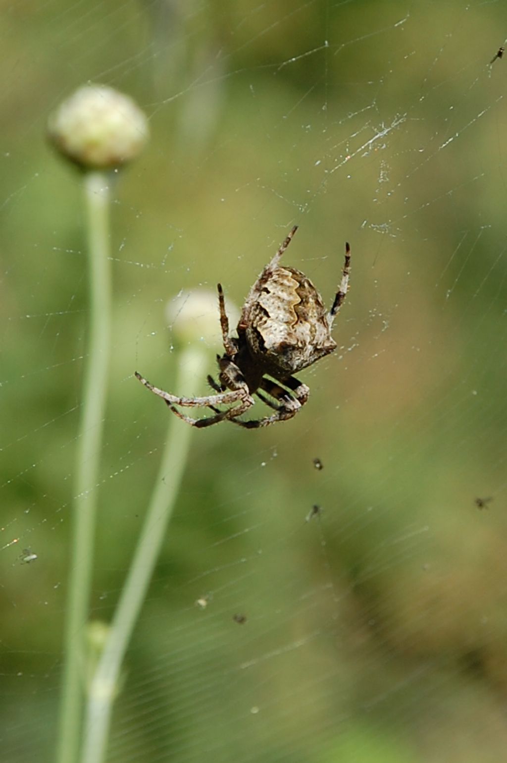 Araneus cfr angulatus - Monte Conero (AN)