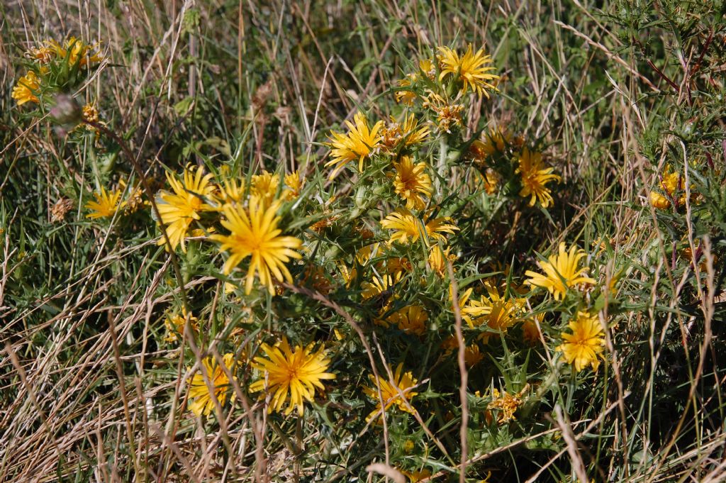 Scolymus hispanicus