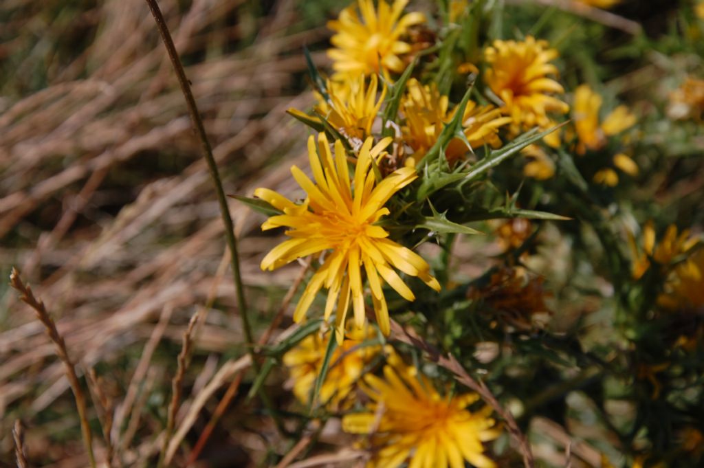 Scolymus hispanicus