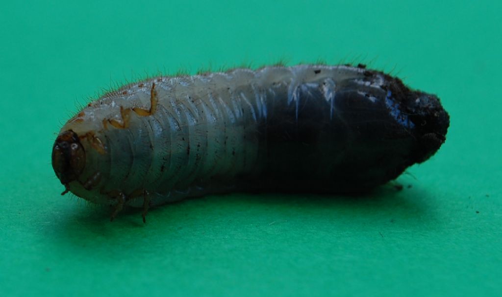 Larva da identificare: Cetoniino?