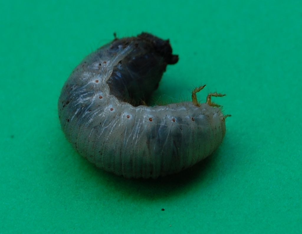 Larva da identificare: Cetoniino?