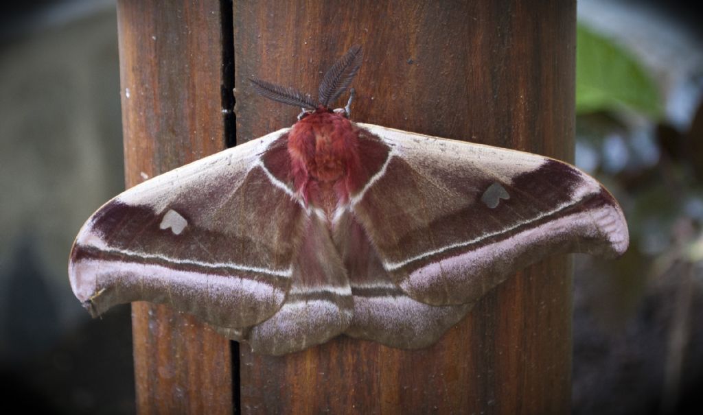 Falena del Madagascar: Bunaea aslauga (Saturniidae)