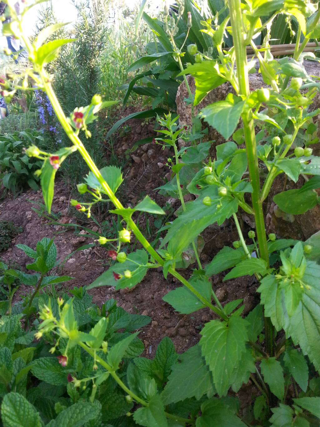 Infestante da determinare - Scrophularia peregrina