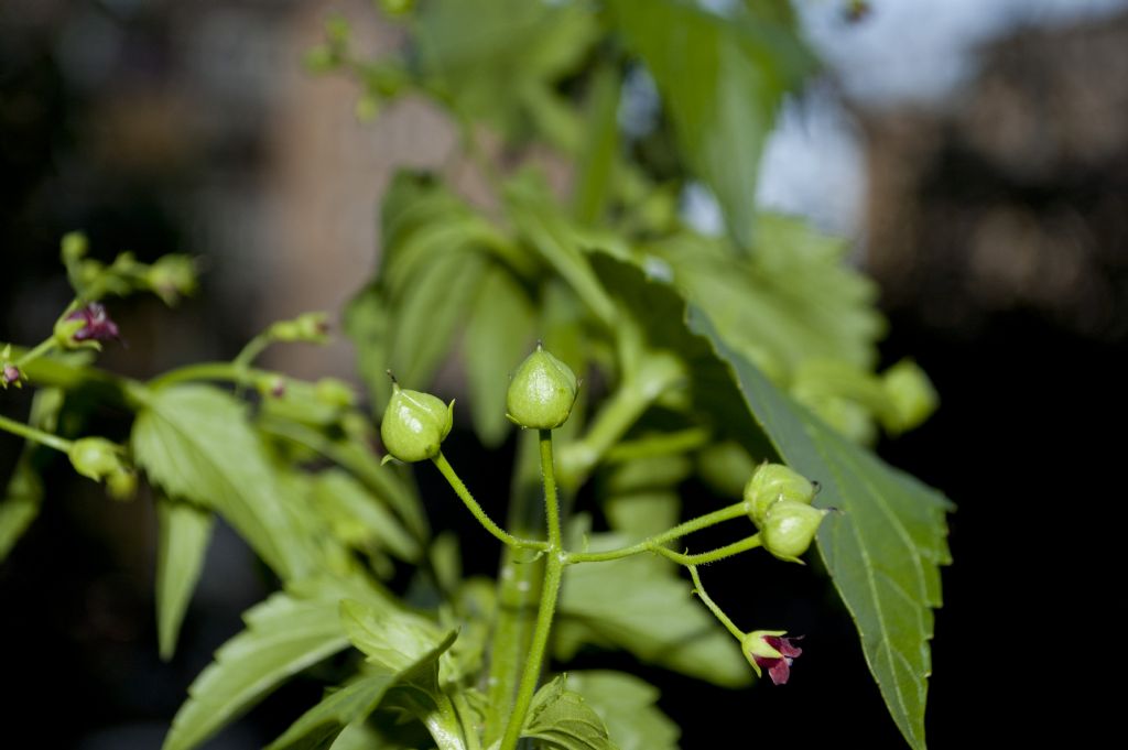 Infestante da determinare - Scrophularia peregrina