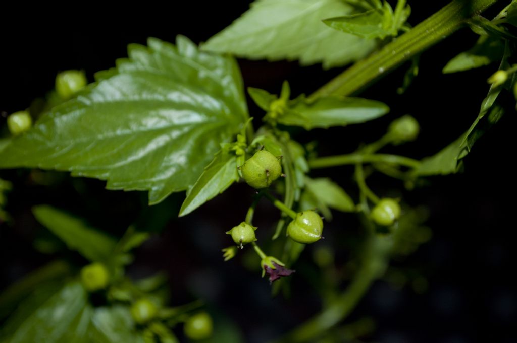 Infestante da determinare - Scrophularia peregrina