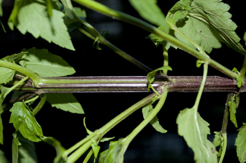 Infestante da determinare - Scrophularia peregrina