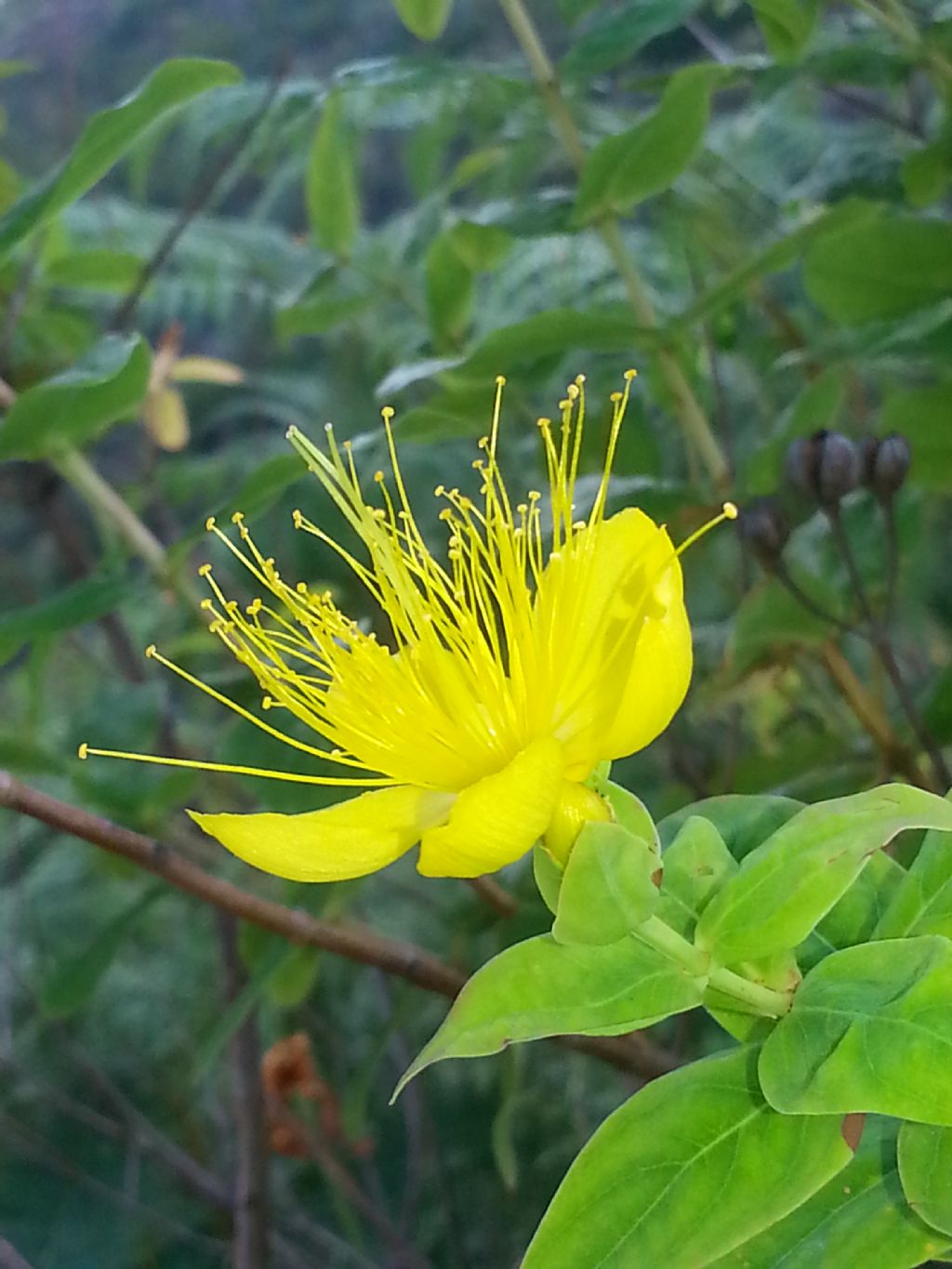 Hypericum hircinum subsp. majus / Erba caprina