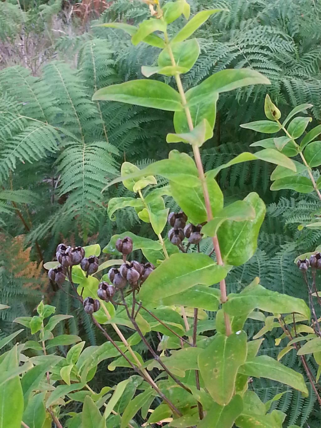 Hypericum hircinum subsp. majus / Erba caprina