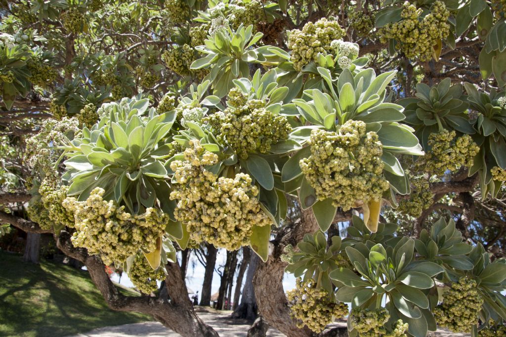 Heliotropium foertherianum (Boraginaceae)  - Mauritius