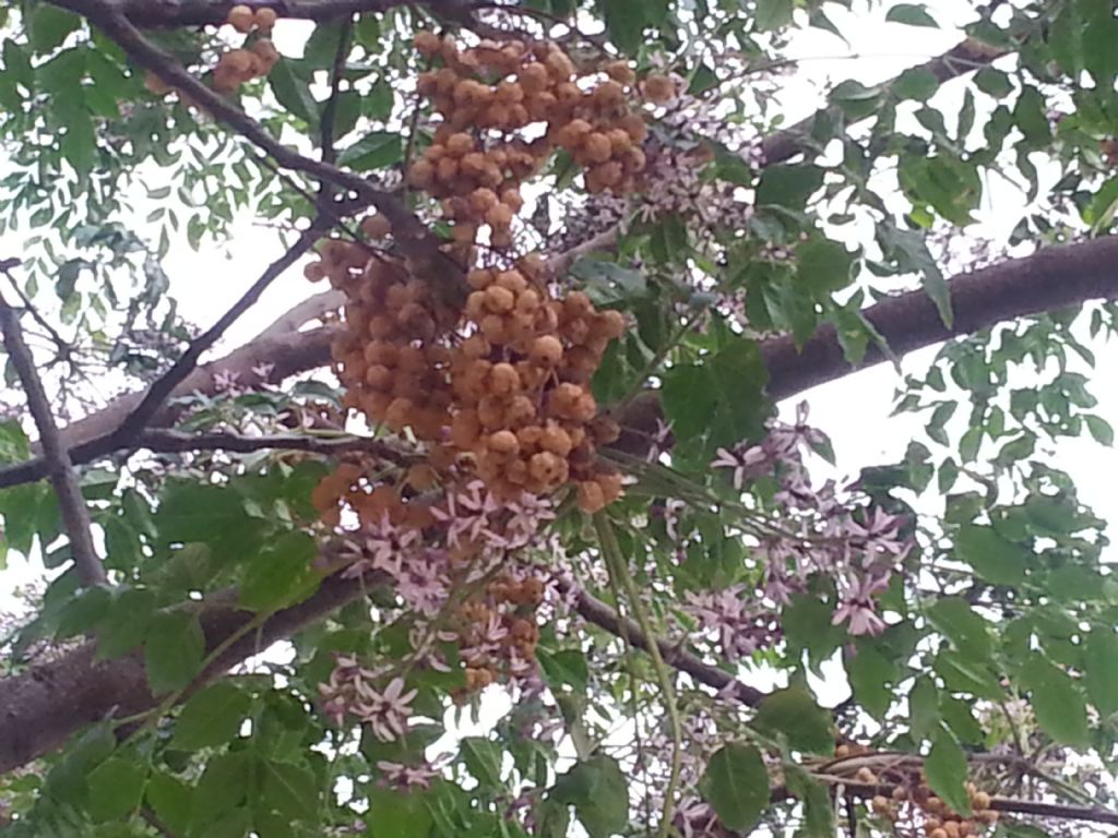 Melia azedarach (Sapindales - Meliaceae)