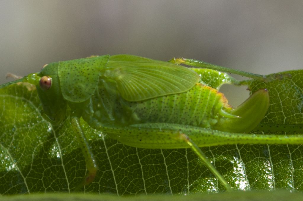 Ninfa femmina (sud-adulto) di Phaneroptera nana.