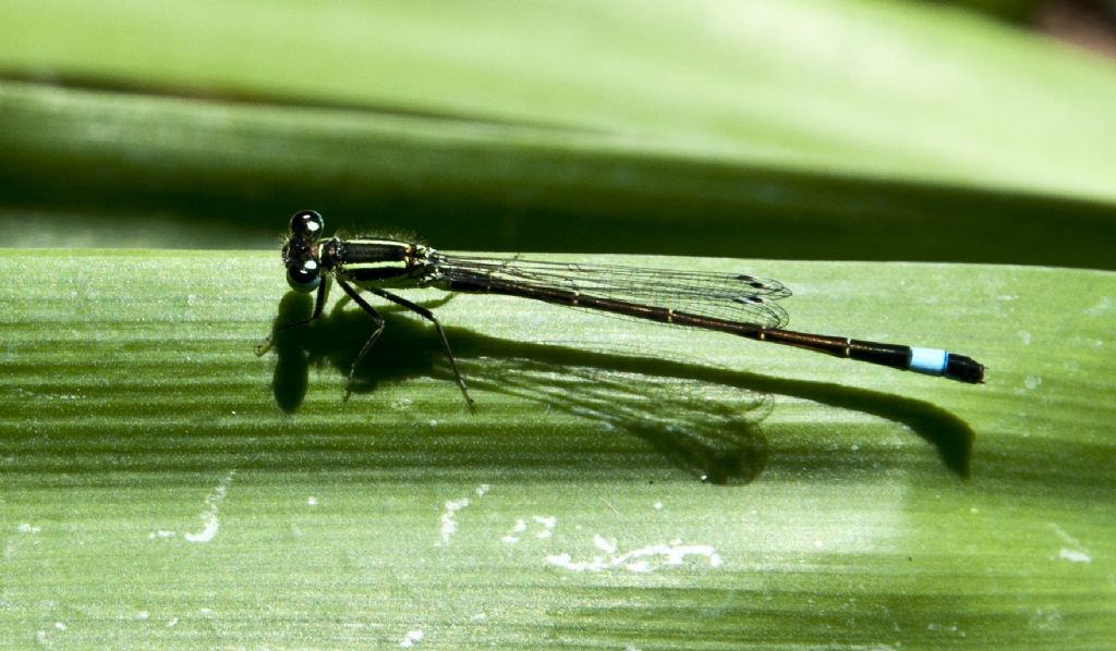 Odonato palermitano (Coenagrionidae) da identificare; Ischnura genei