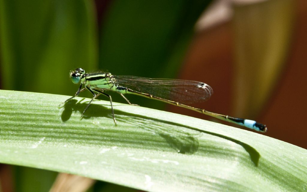 Odonato palermitano (Coenagrionidae) da identificare; Ischnura genei