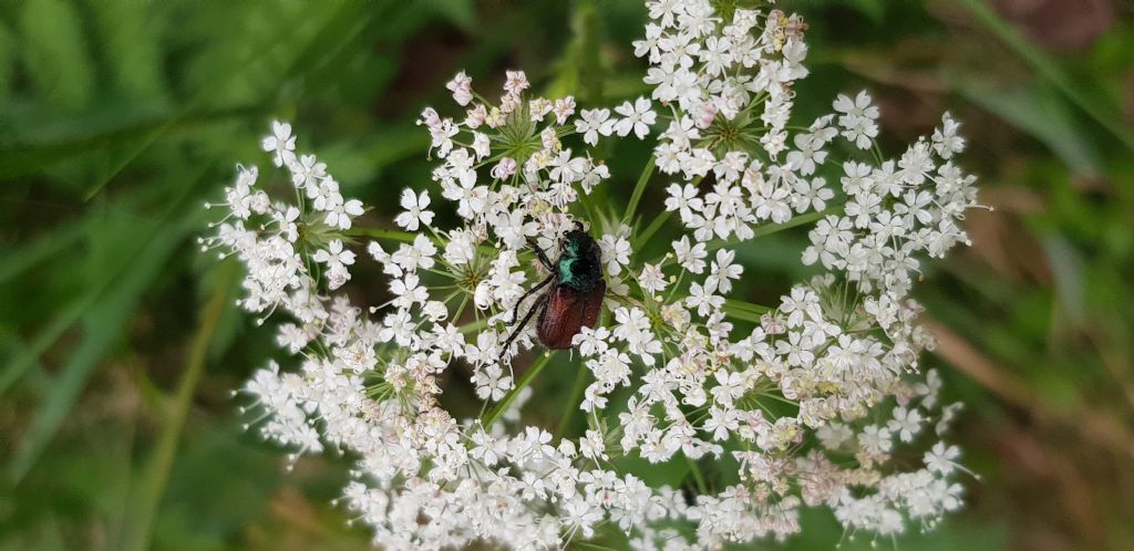 Rutelidae: Phyllopertha horticola