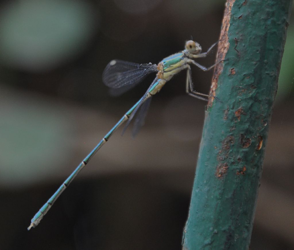 Damigella sicula da identificare: Chalcolestes sp. prob. viridis