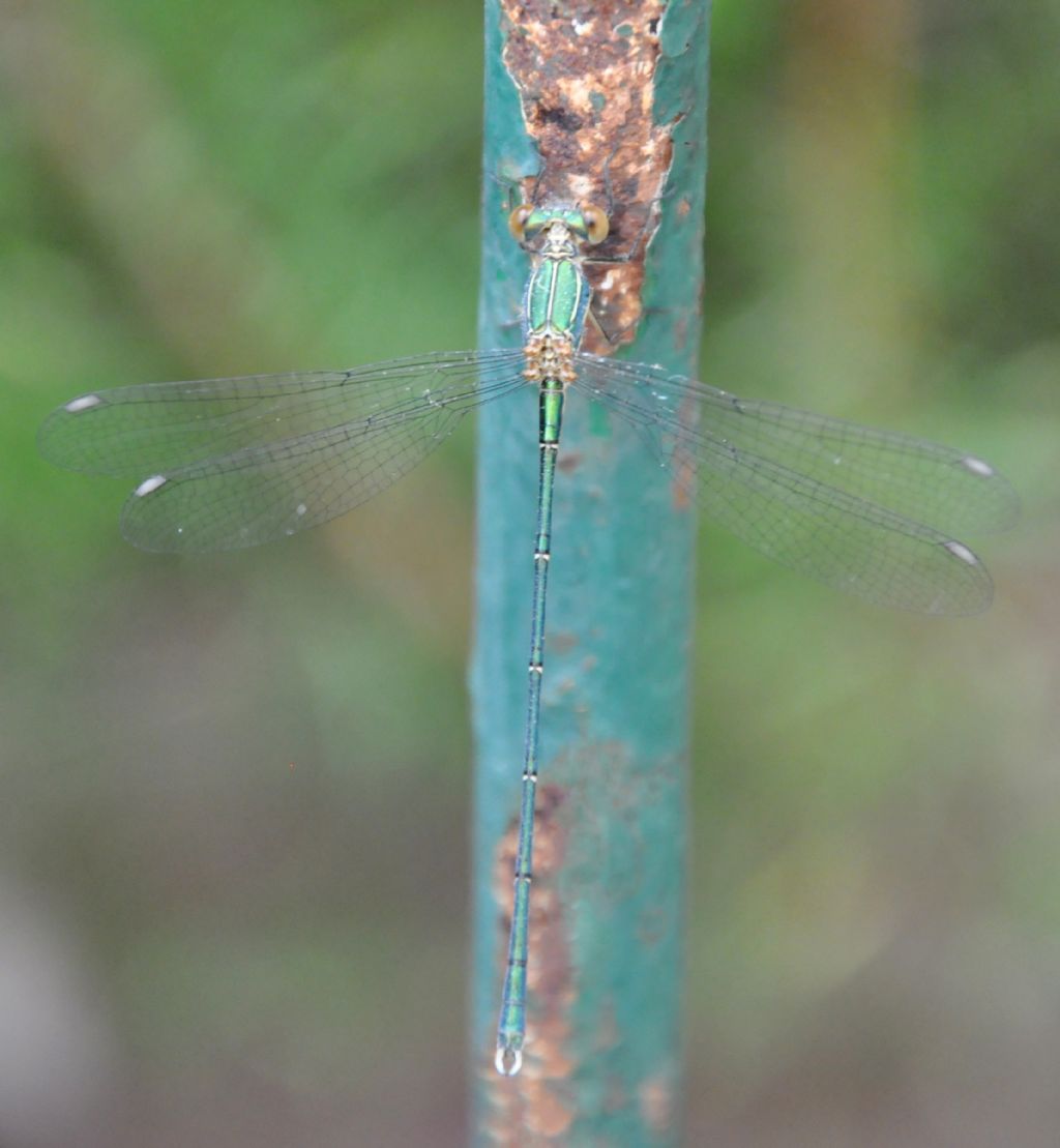 Damigella sicula da identificare: Chalcolestes sp. prob. viridis