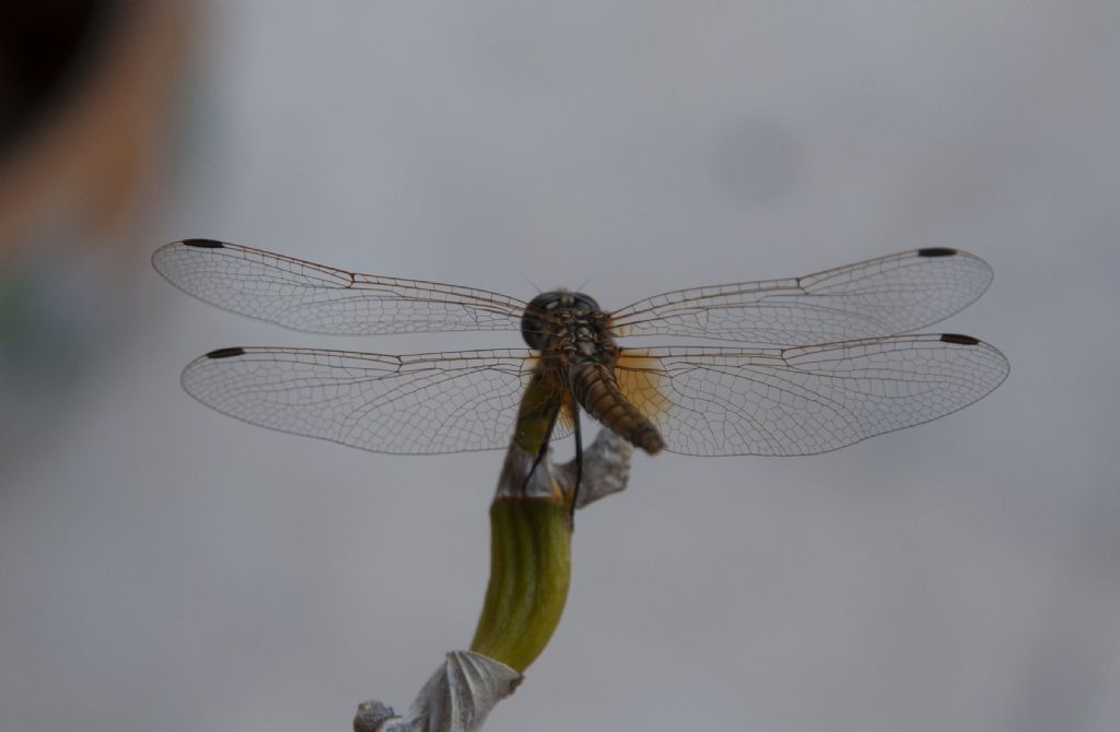 Libellula da identificare