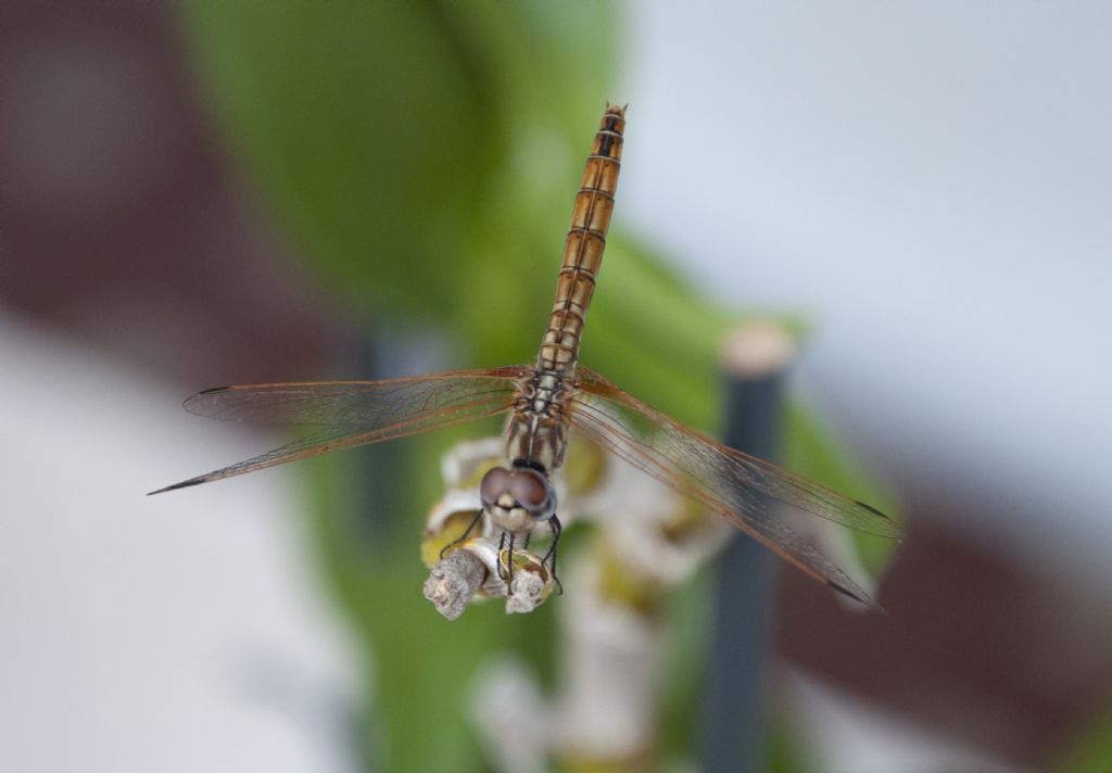 Libellula da identificare