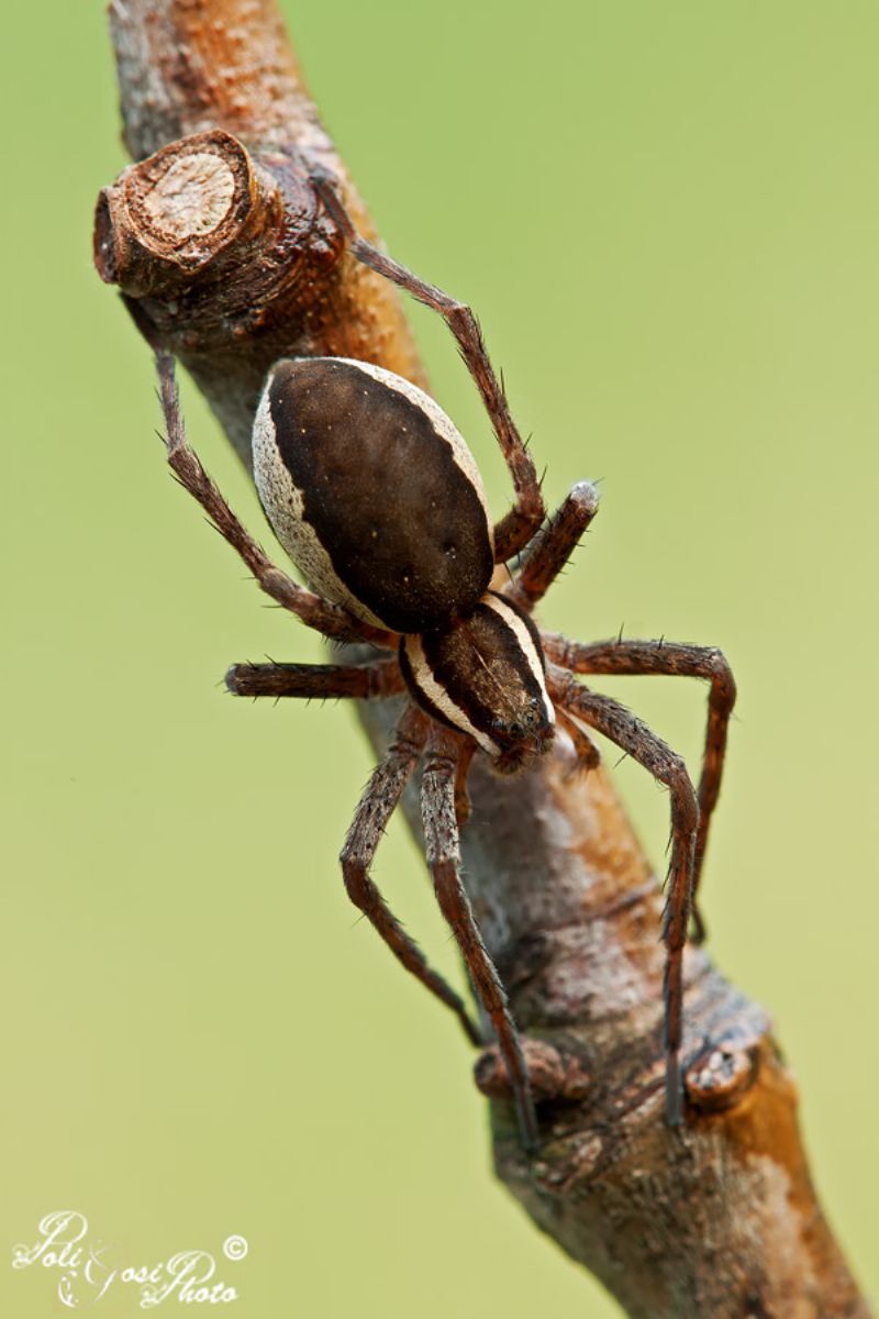 Dolomedes cf. fimbriatus - Mulazzano (LO)