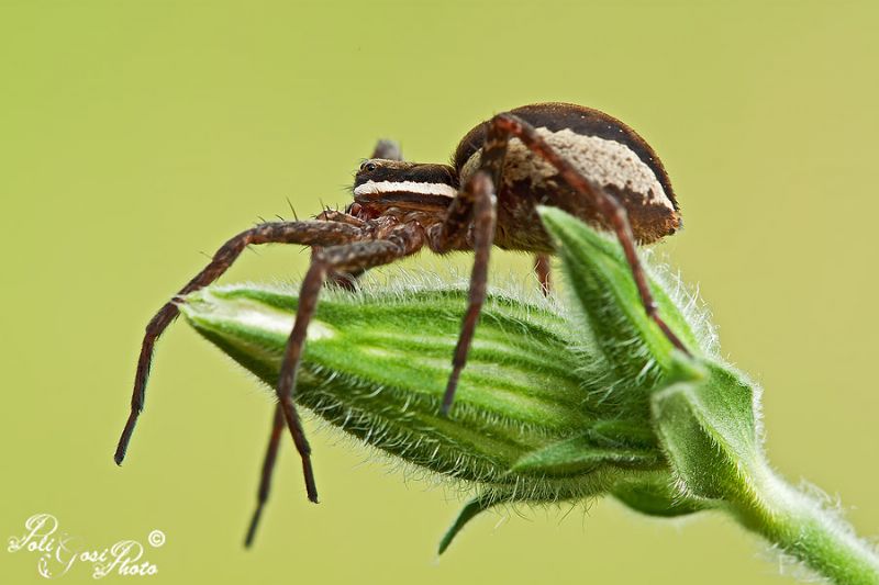 Dolomedes cf. fimbriatus - Mulazzano (LO)