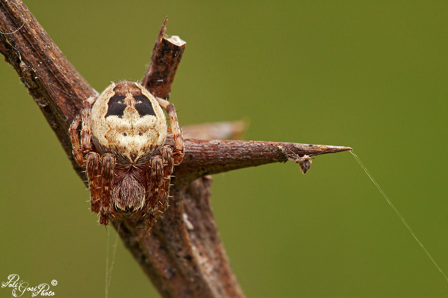 Larinioides sp. - Merlino (LO)