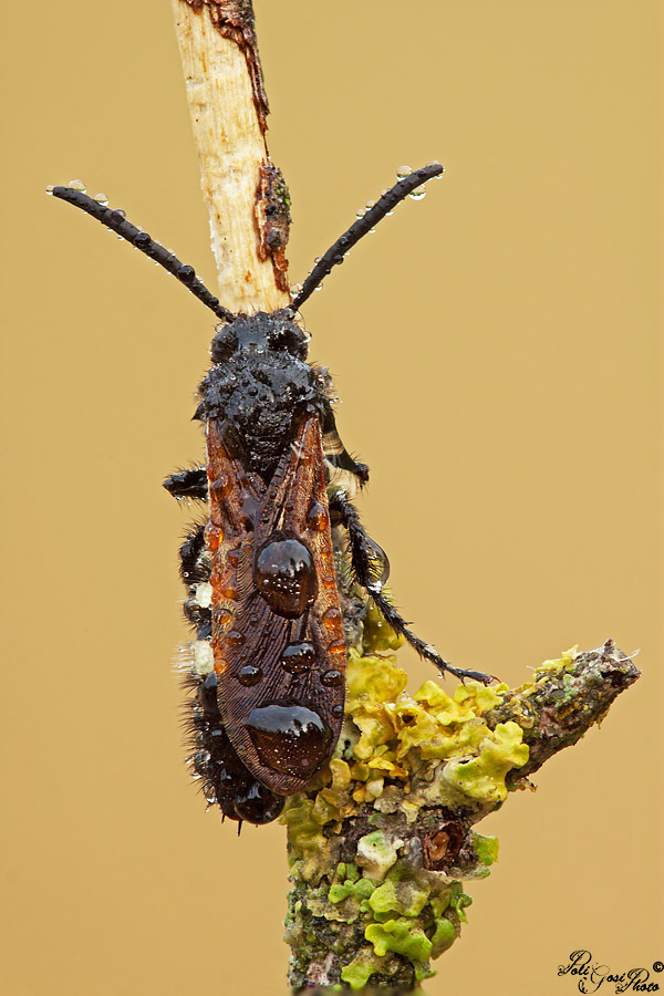 Scolia sexmaculata