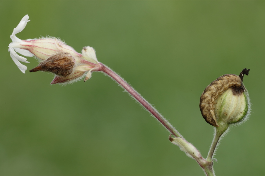 Larva di nottuide...quale?