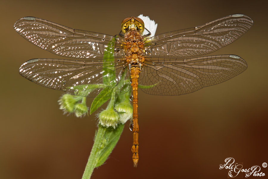 Sympetrum striolatum?