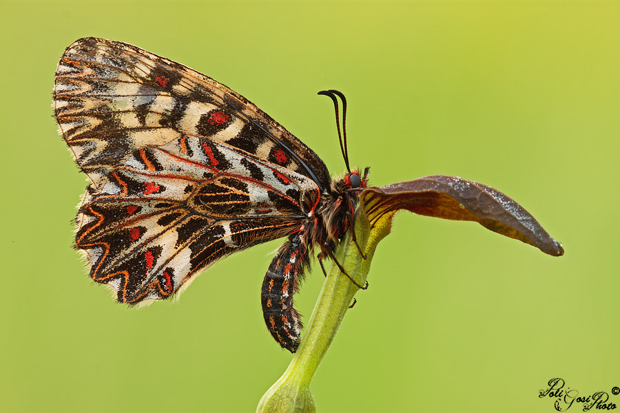 Zerynthia polyxena o cassandra?