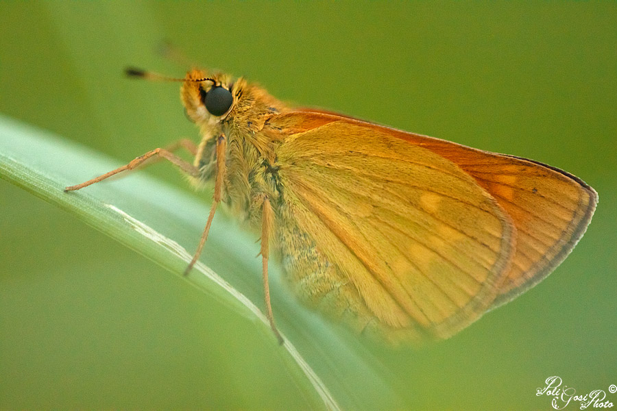 Conferma ID Ochlodes sylvanus