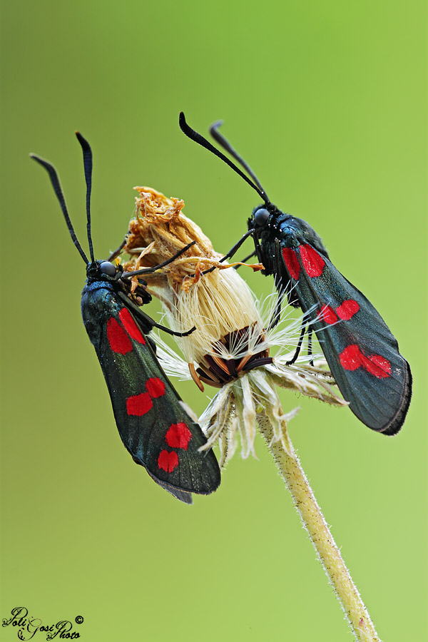 Zygaena filipendulae?