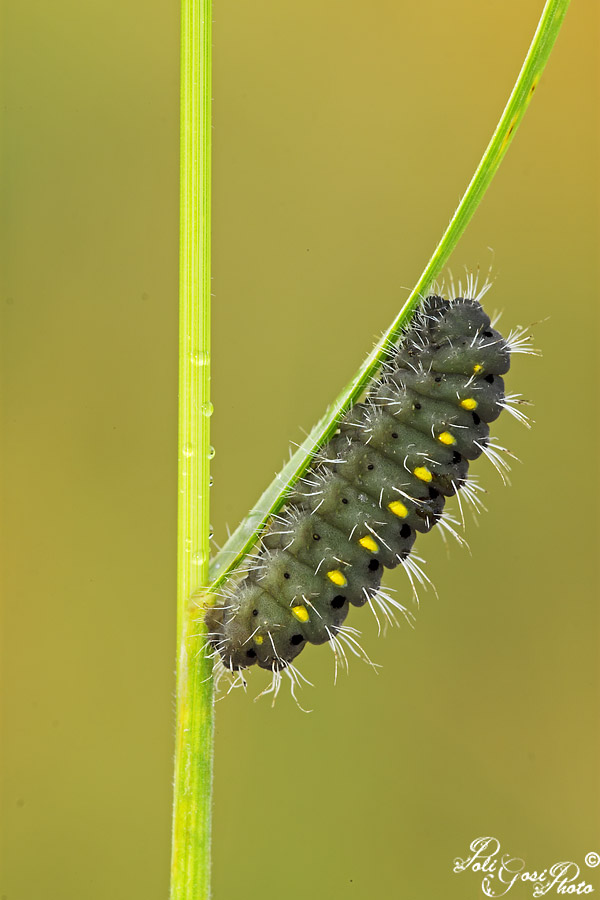 bruco di Zygaena...quale?