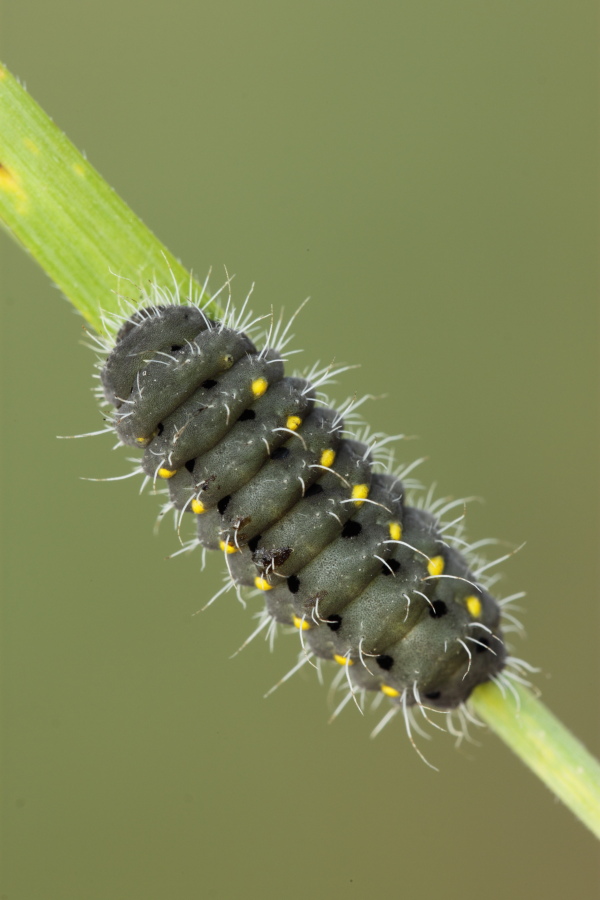 bruco di Zygaena...quale?