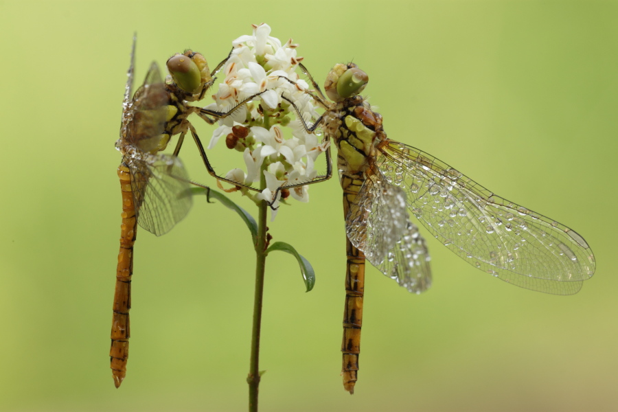 Sympetrum striolatum?